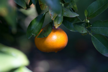 Tangerines growing on a tree, in spring, in tangerine gardens