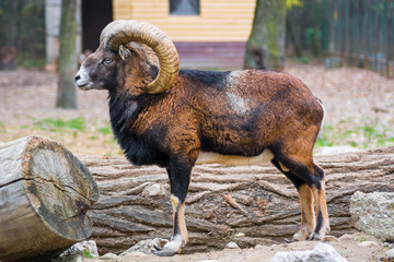 Male mouflon with big horns held captive in a zoo. Vulnerable species, animal rights, wild goat. Full body view. 