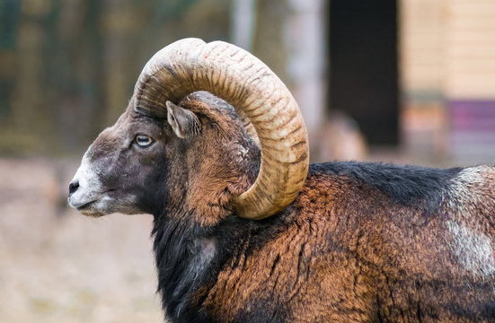 Male mouflon with big horns held captive in a zoo. Close up, detail, vulnerable species, animal rights, wild goat. 