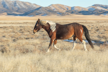 Fototapeta na wymiar Wild Horse in Winter in Utah