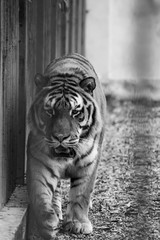Big male Siberian tiger walking in a cage at the zoo. Endangered species, animal rights, captivity, danger, aggressivity.