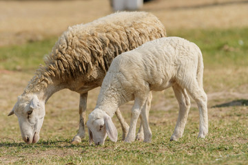 Naklejka na ściany i meble Livestock farm, flock of sheep