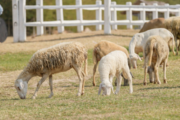 Obraz na płótnie Canvas Livestock farm, flock of sheep
