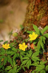 gelbe buschwindröschen    Anemone ranunculoides