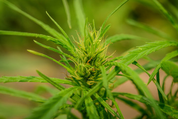 Cultivation of marijuana (Cannabis sativa), flowering cannabis plant as a legal medicinal drug,