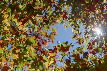 autumn leaves, very shallow focus, maple leaf and blue sky at asia