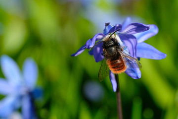 Hummel auf Blüte