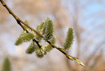 green earrings on a tree branch on a sunny spring day