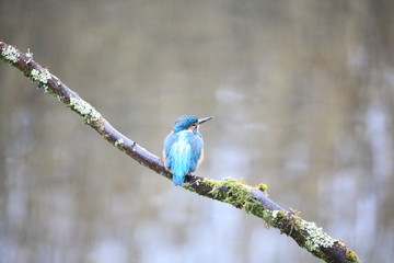 back of a kingfisher