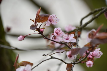 Zweig mit Blüten und Knospen