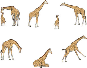 Giraffes in motion, different poses, color