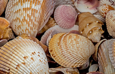 A cluster of seashells together on Sannibel Island.