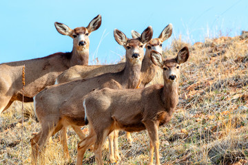 Mule Deer in the Rocky Mountain Springtime