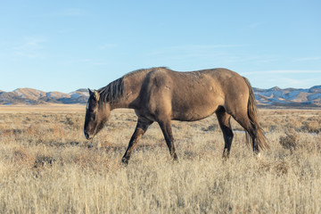 Naklejka na ściany i meble Wild Horse in Winter in Utah