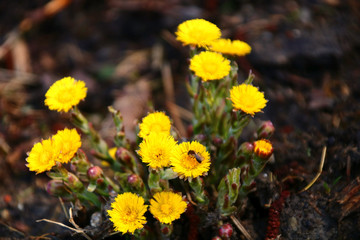 huflattich   naturheilkunde insektennahrung