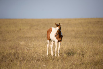 Plakat horse in a field