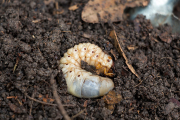 Grub Worms or Rhinoceros Beetle grow in soil on farm which agriculture gardening. Worm insects for eating as food, it is good source of protein edible. Environment and Entomophagy concept.