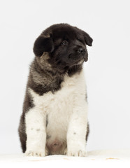 little puppies of american akita breed on white background