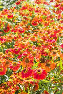 Bright flowers of gelenium