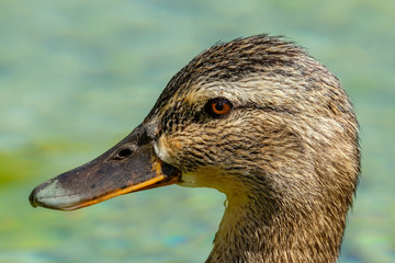 Ente Close up