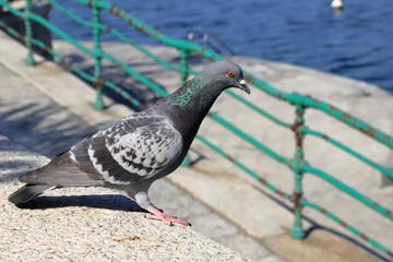 Piccione, pigeon