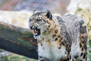 Angry snow leopard with open mouth and big fangs. Sign of aggression ,defending territory behavior and intimidating opponents. Vulnerable species in captivity at the zoo. 