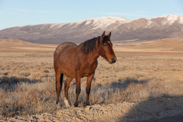 Wild Horse in Winter in Utah