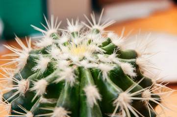 Barbed green cactus with big spines