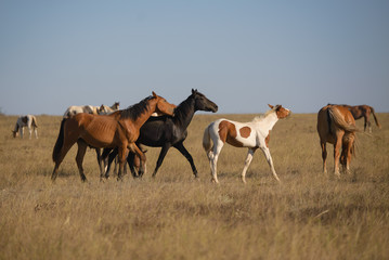 Fototapeta premium horses in the steppe