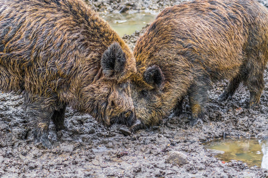 Two big wild boar males face to face after fighting in mud. Dangerous animals popular for trophy hunting in Europe. 
