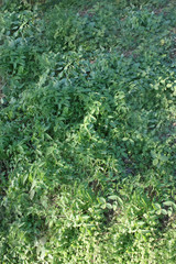 green grass background