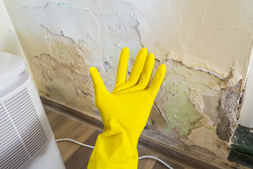 Hand with yellow protection glove getting ready to repair and clean a damaged wall from toxic fungus growth. Bad mold and water infiltration on the wall. Damp environment causing health problems. 