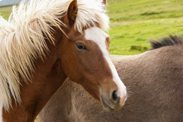 A portrait of a beautiful Icelandic horse in the field in northern Iceland