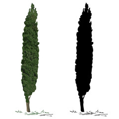 Tree cypress and silhouette of a cypress