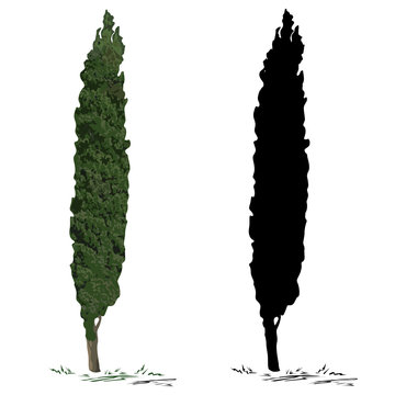 Tree Cypress And Silhouette Of A Cypress