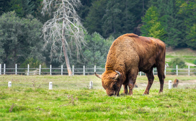 European bison grazing in a reservation located in the Carpathian Mountains, Romania, Eastern...