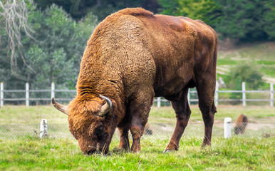 European bison or aurochs full close up body view with fur, muscle , head and horns details. Big...