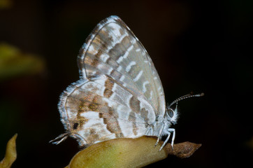 farfalla su baccello di soia