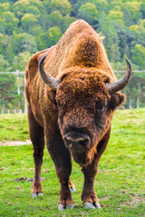 Big male European bison or Aurochs standing in the Carpathian Mountains, Romania, Eastern Europe. Complete body view with fur, head, hooves, horns and muscles details of a wisent.  © Theodor Negru
