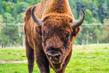 Aurochs close up portrait with horns, head and fur details. Large male European bison or wisent in the Carpathian Mountains, Romania, Eastern Europe.   © Theodor Negru
