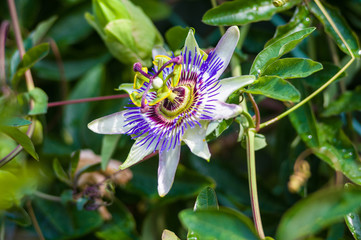 passion flower Passiflora caerulea Passionflower against green garden background