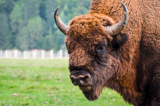 European bison ( Bison bonasus) close up details of the head with big horns and thick brown fur. Vulnerable species. Wisent reservation in the Carpathian Mountains, Romania, Europe. 
