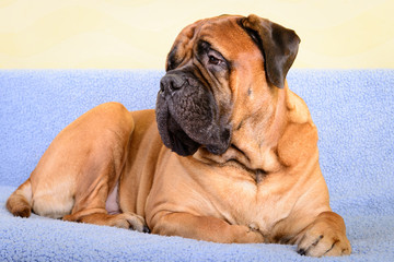 big dog bullmastiff animals theme