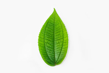 Fototapeta na wymiar green leaf isolated on white background In the natural forest Phuket Thailand