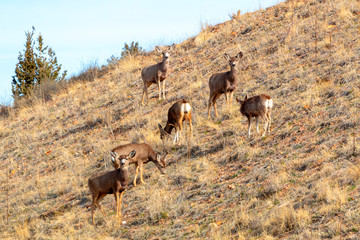 Mule Deer in the Rocky Mountain Springtime