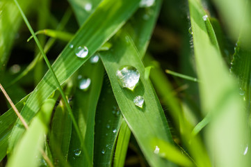Drops of water on the green grass after rain, macro