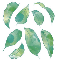 Vector collection set with outlines of leaves colored with green watercolor splashes
