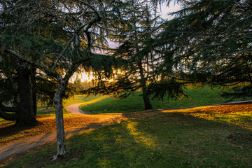 A color view of pine trees in a Portland, Oregon park during a vibrant sunset.