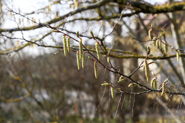 Springtime in the forest. Earrings blossomed on a tree