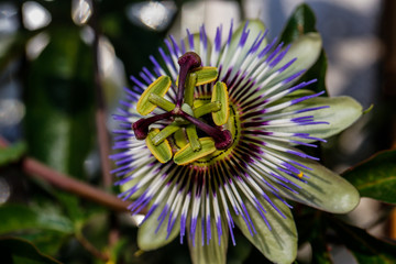 Passionsblume